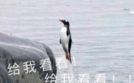娱乐吃瓜君王鸥,娱乐圈的“吃瓜”女王，揭秘幕后故事