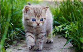 娱乐吃瓜酱猫咪头套,揭秘“吃瓜酱”猫咪的趣味生活